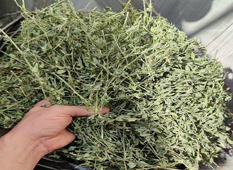تصویر 1 از خرید و قیمت خوراک دام بجنورد + فروش صادراتی